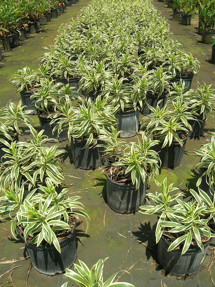 dracaena-reflexa-song-of-india-pleomele-dracaena-reflexa-variegata
