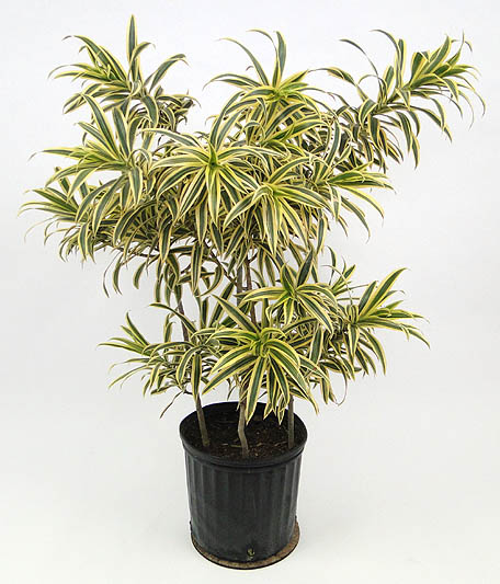 dracaena-reflexa-song-of-india-pleomele-dracaena-reflexa-variegata