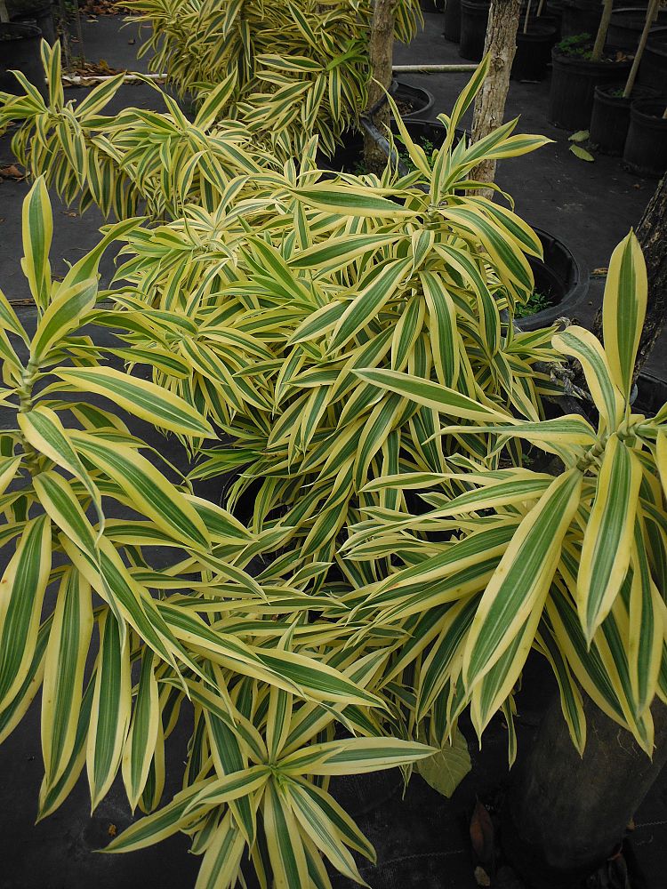dracaena-reflexa-song-of-india-pleomele-dracaena-reflexa-variegata