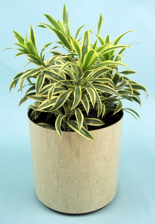 dracaena-reflexa-song-of-india-pleomele-dracaena-reflexa-variegata