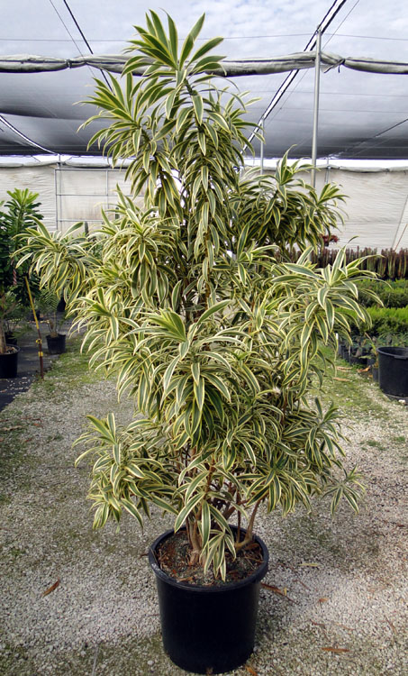 dracaena-reflexa-song-of-india-pleomele-dracaena-reflexa-variegata