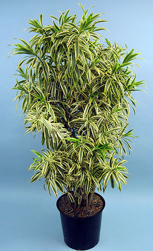 dracaena-reflexa-song-of-india-pleomele-dracaena-reflexa-variegata