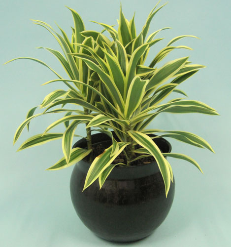 dracaena-reflexa-song-of-india-pleomele-dracaena-reflexa-variegata