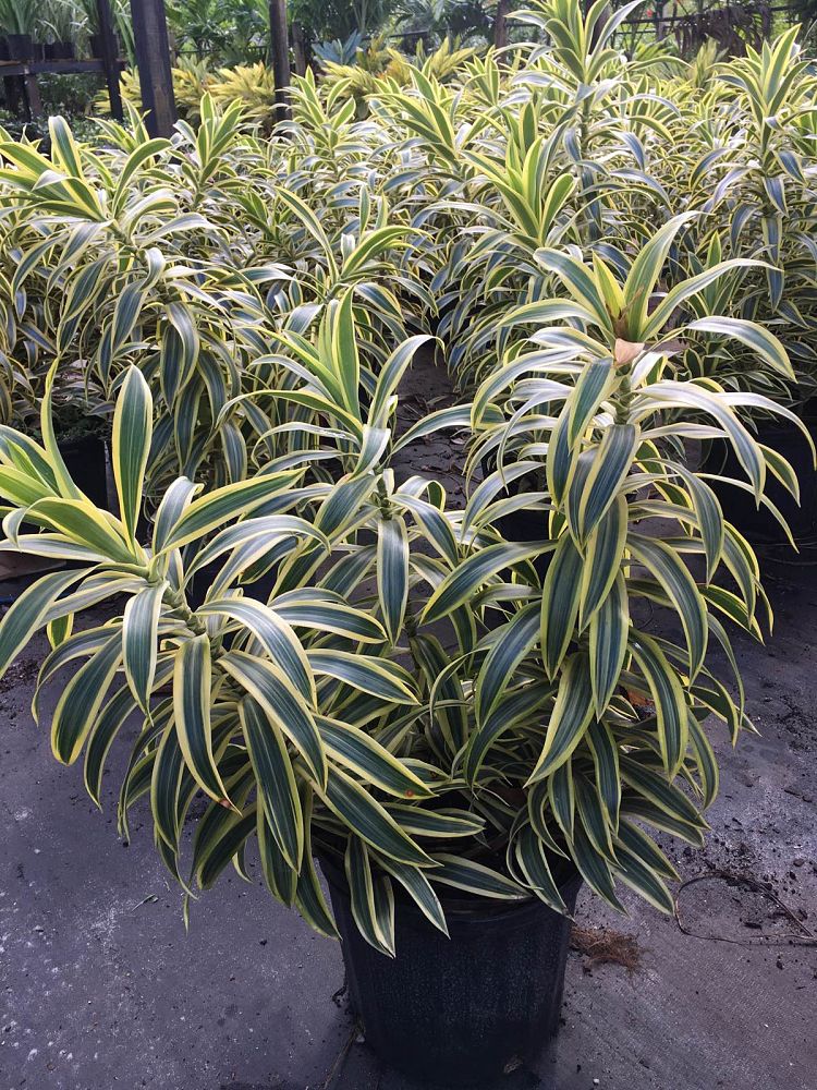 dracaena-reflexa-song-of-india-pleomele-dracaena-reflexa-variegata