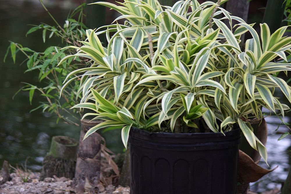 dracaena-reflexa-song-of-india-pleomele-dracaena-reflexa-variegata