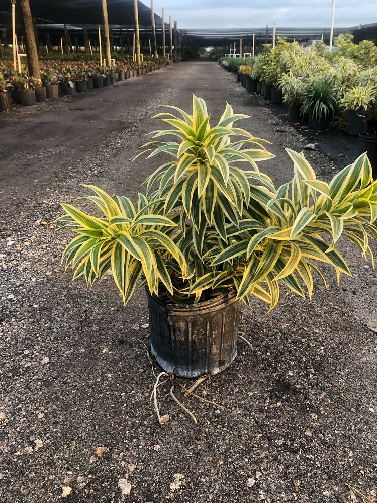 dracaena-reflexa-song-of-india-pleomele-dracaena-reflexa-variegata