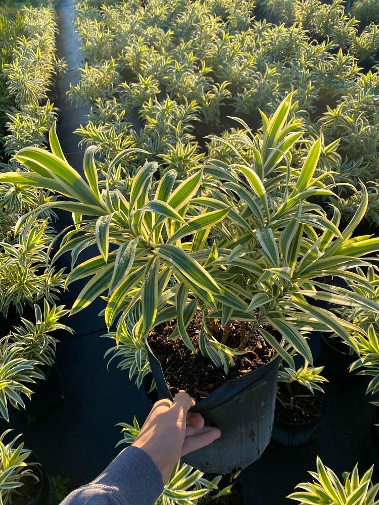 dracaena-reflexa-song-of-india-pleomele-dracaena-reflexa-variegata