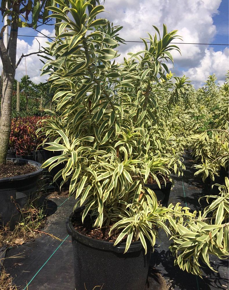 dracaena-reflexa-song-of-india-pleomele-dracaena-reflexa-variegata