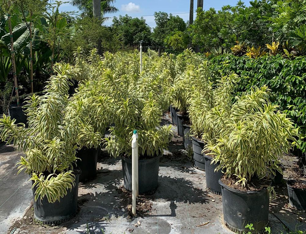 dracaena-reflexa-song-of-india-pleomele-dracaena-reflexa-variegata