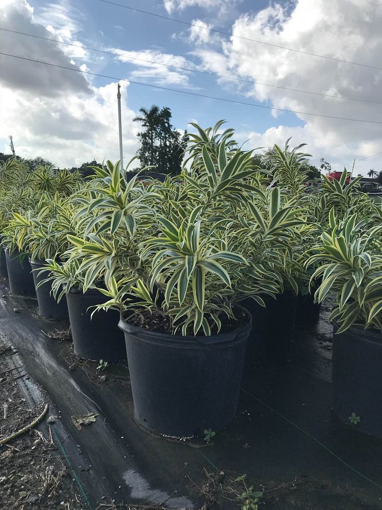 dracaena-reflexa-song-of-india-pleomele-dracaena-reflexa-variegata