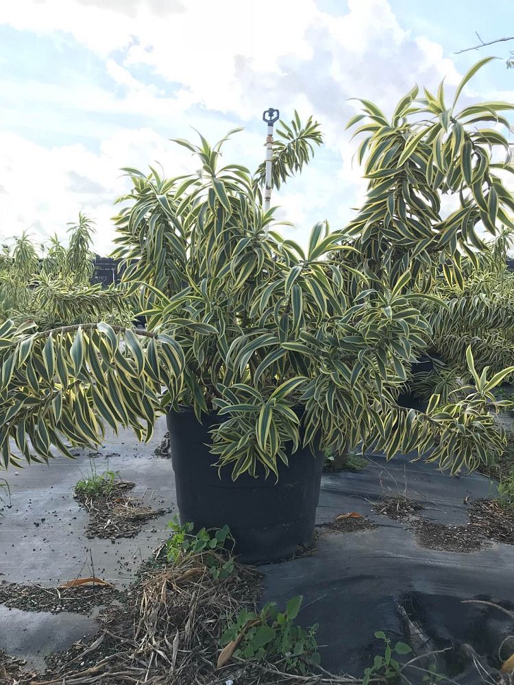 dracaena-reflexa-song-of-india-pleomele-dracaena-reflexa-variegata