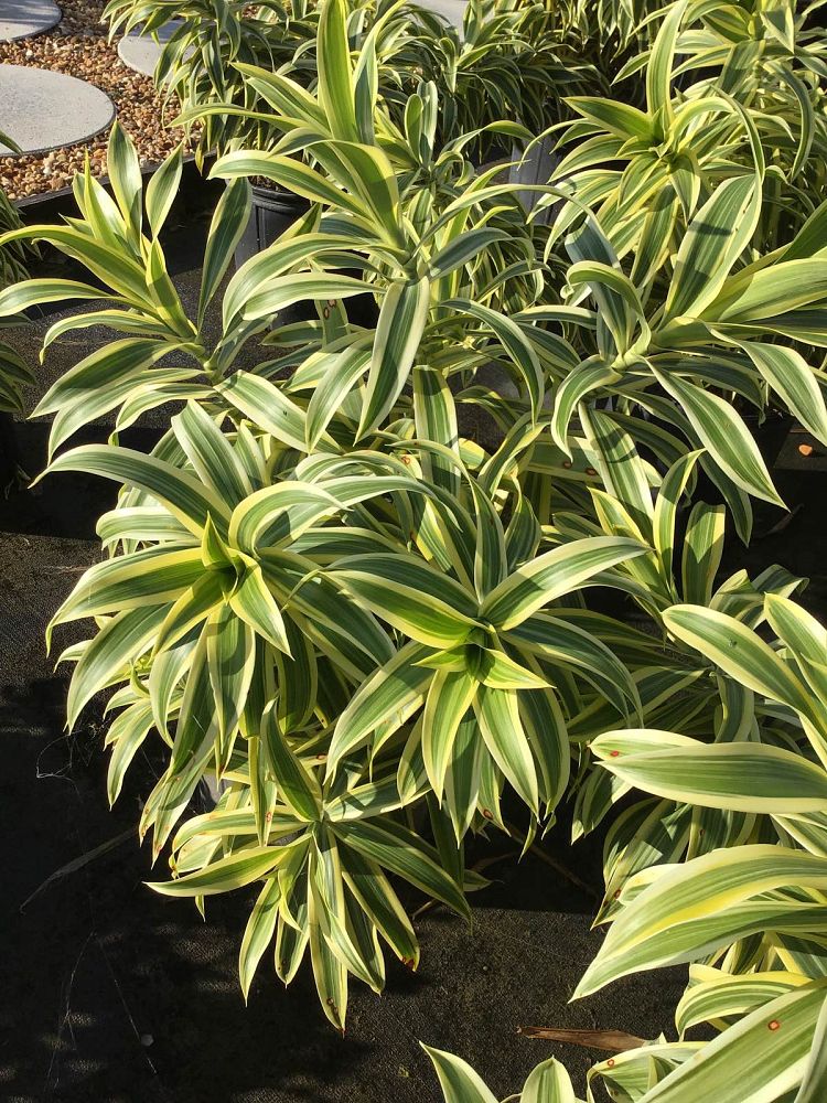 dracaena-reflexa-song-of-india-pleomele-dracaena-reflexa-variegata