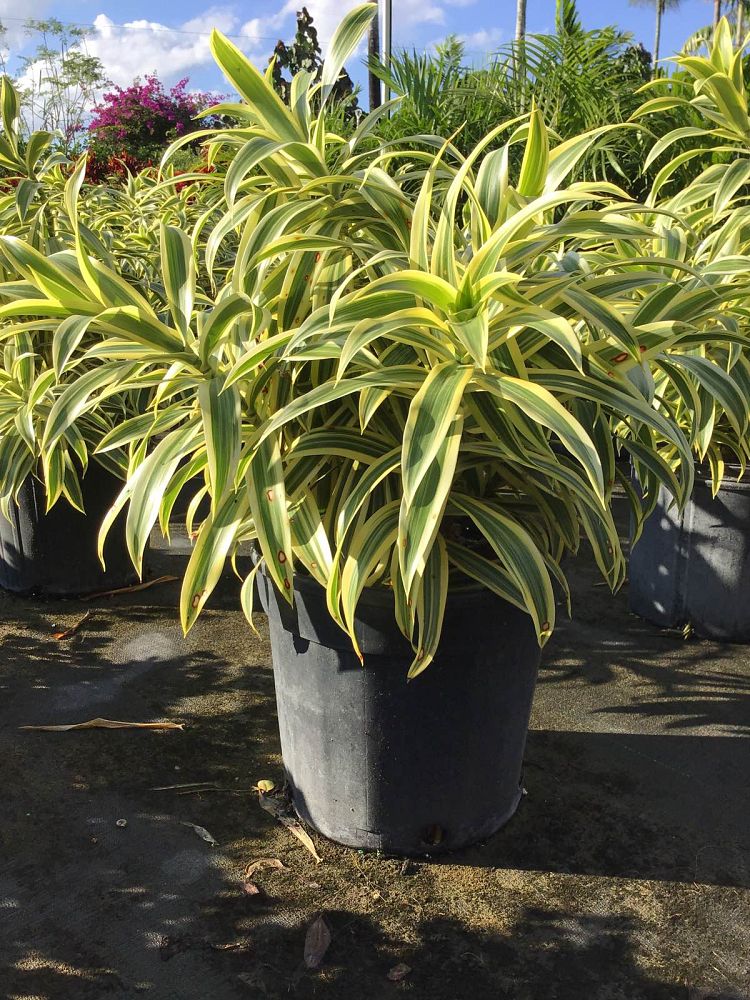 dracaena-reflexa-song-of-india-pleomele-dracaena-reflexa-variegata