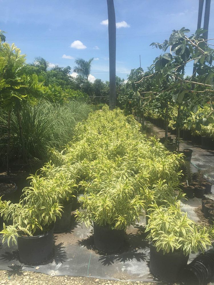 dracaena-reflexa-song-of-india-pleomele-dracaena-reflexa-variegata