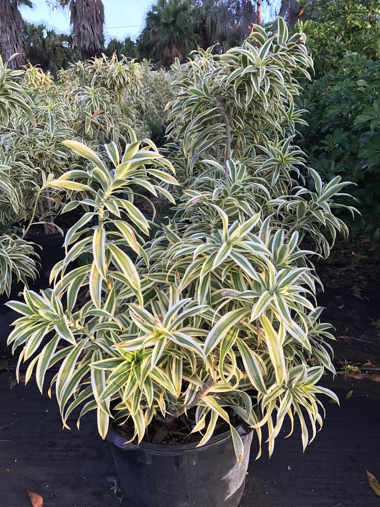 dracaena-reflexa-song-of-india-pleomele-dracaena-reflexa-variegata