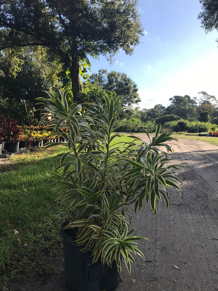dracaena-reflexa-song-of-india-pleomele-dracaena-reflexa-variegata