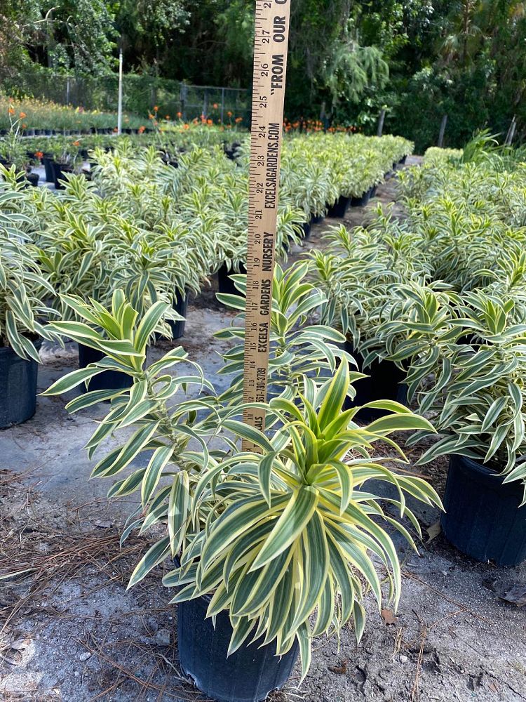 dracaena-reflexa-song-of-india-pleomele-dracaena-reflexa-variegata