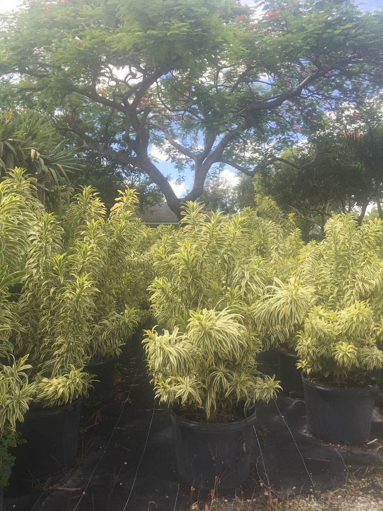 dracaena-reflexa-song-of-india-pleomele-dracaena-reflexa-variegata