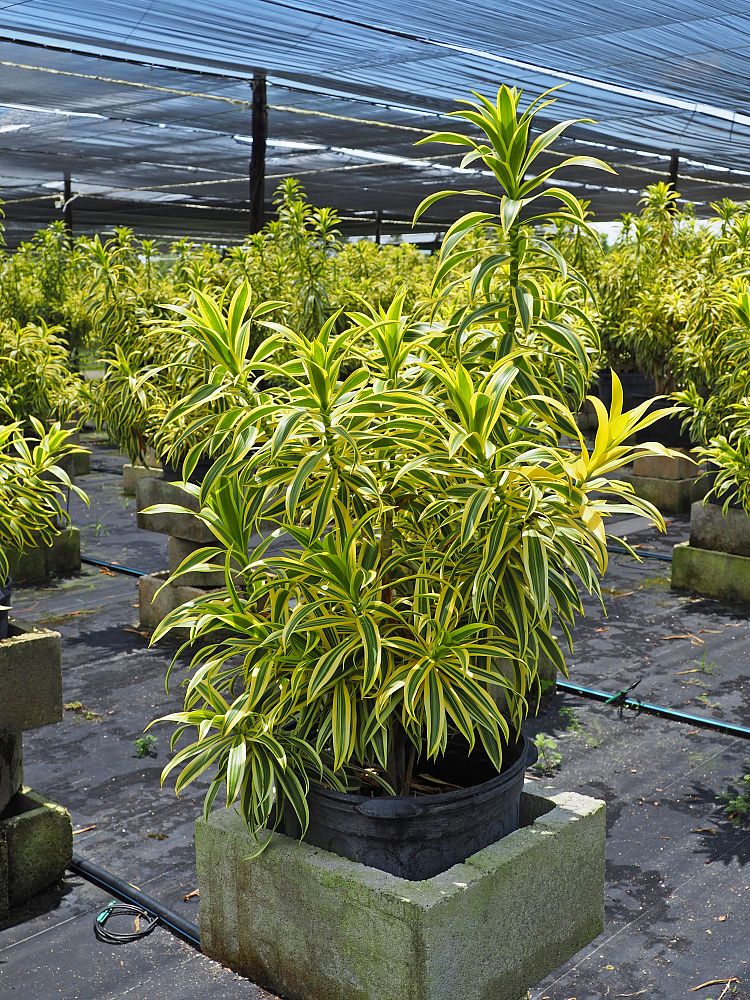 dracaena-reflexa-song-of-india-pleomele-dracaena-reflexa-variegata