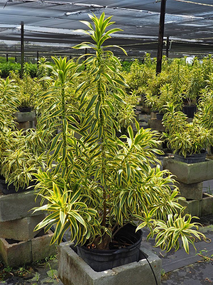 dracaena-reflexa-song-of-india-pleomele-dracaena-reflexa-variegata