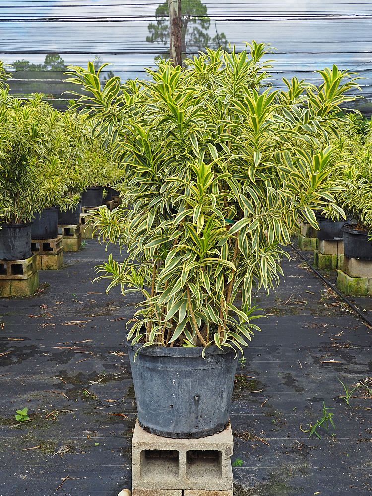 dracaena-reflexa-song-of-india-pleomele-dracaena-reflexa-variegata
