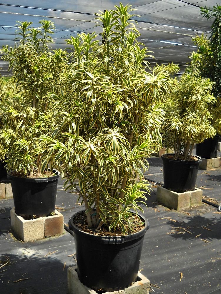 dracaena-reflexa-song-of-india-pleomele-dracaena-reflexa-variegata