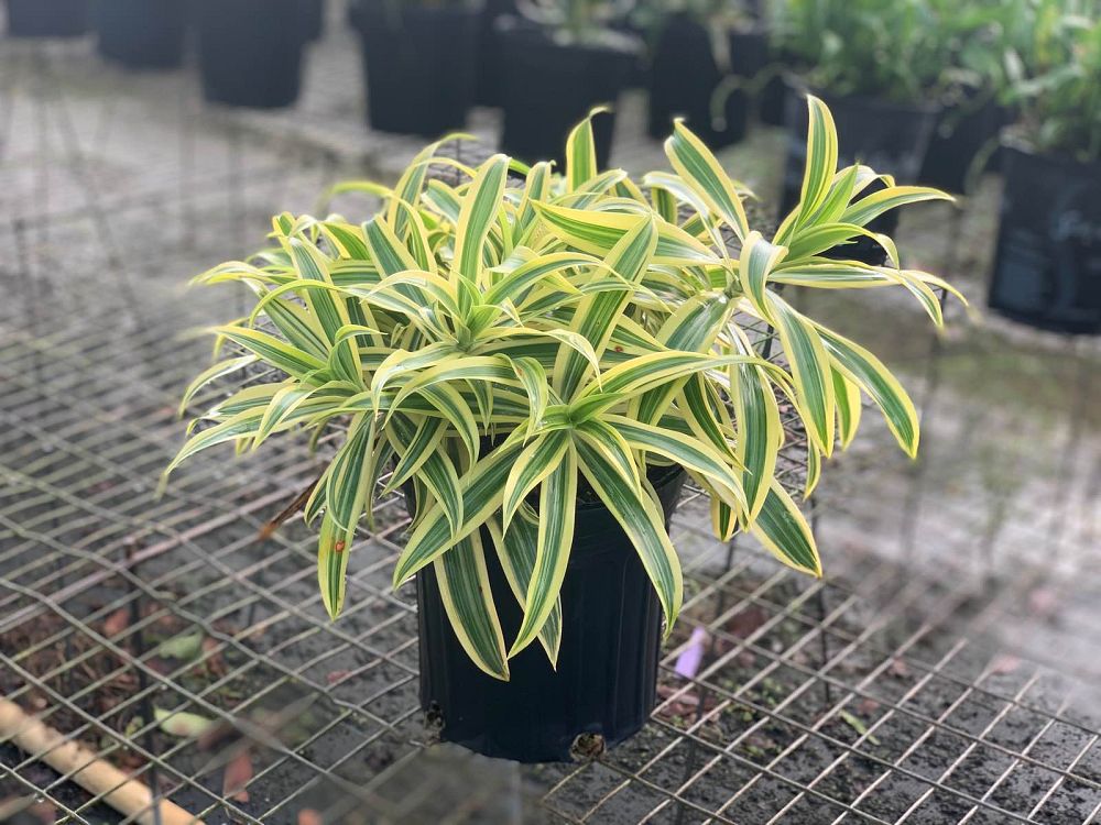 dracaena-reflexa-song-of-india-pleomele-dracaena-reflexa-variegata
