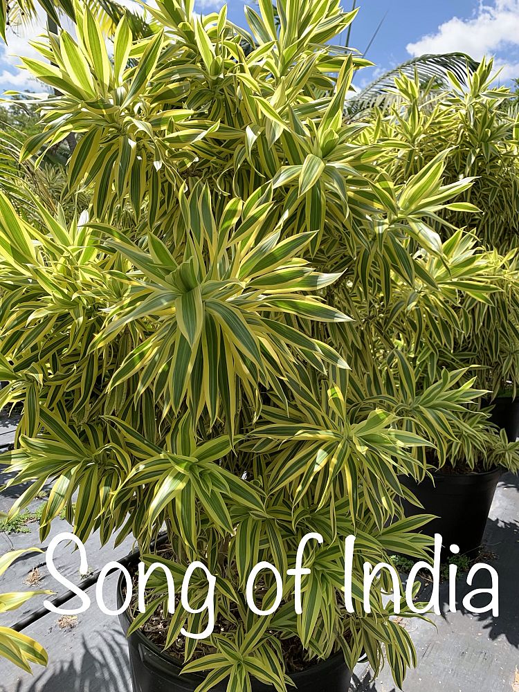 dracaena-reflexa-song-of-india-pleomele-dracaena-reflexa-variegata