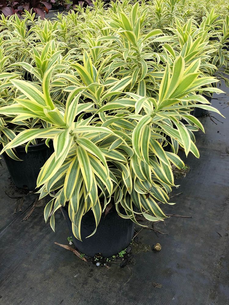 dracaena-reflexa-song-of-india-pleomele-dracaena-reflexa-variegata