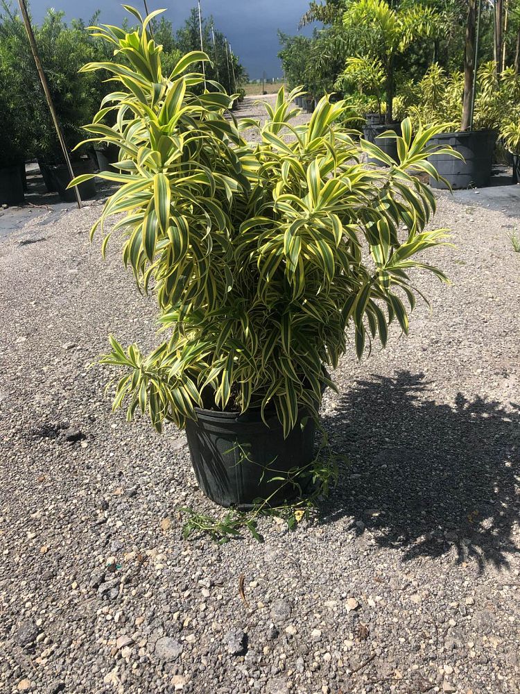 dracaena-reflexa-song-of-india-pleomele-dracaena-reflexa-variegata
