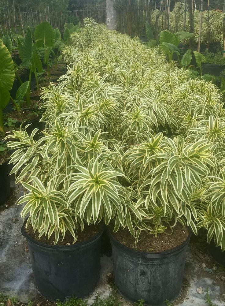 dracaena-reflexa-song-of-india-pleomele-dracaena-reflexa-variegata