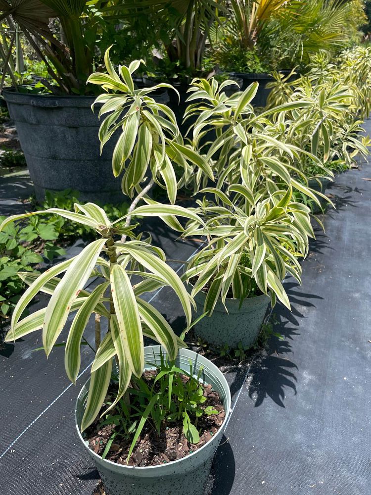 dracaena-reflexa-song-of-india-pleomele-dracaena-reflexa-variegata