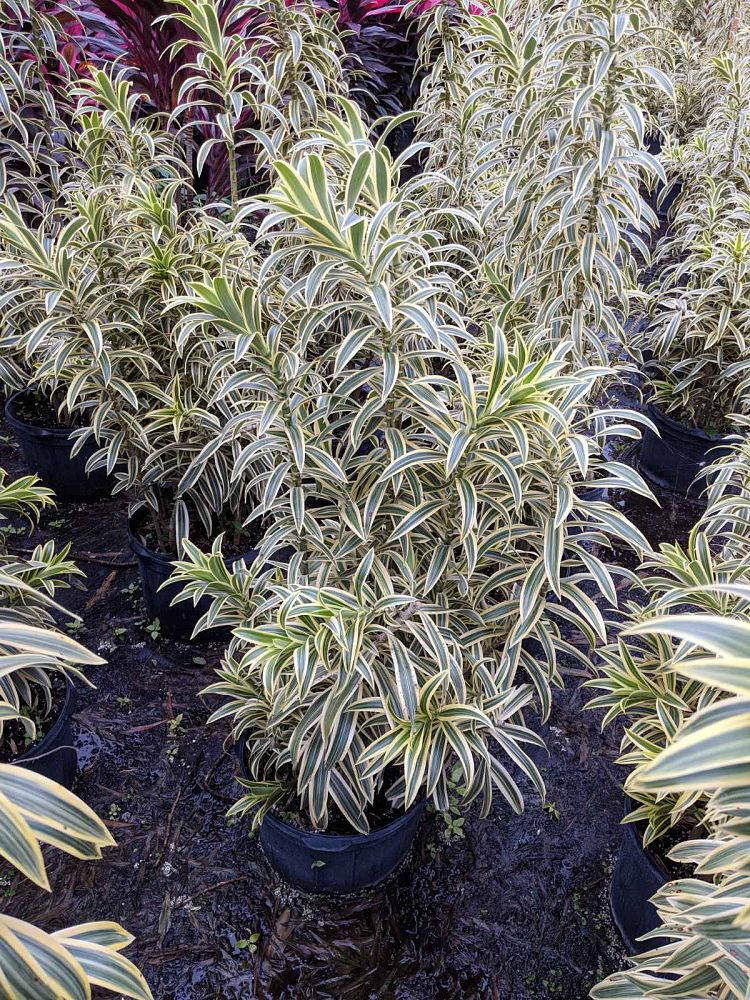 dracaena-reflexa-song-of-india-pleomele-dracaena-reflexa-variegata
