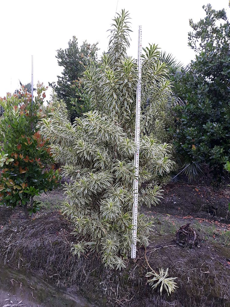 dracaena-reflexa-song-of-india-pleomele-dracaena-reflexa-variegata