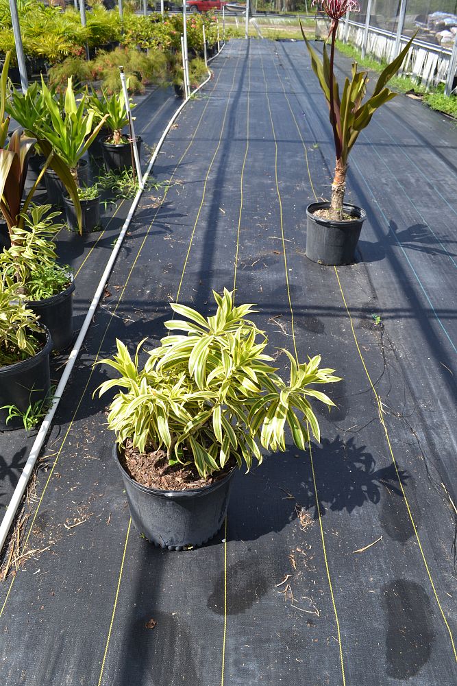 dracaena-reflexa-song-of-india-pleomele-dracaena-reflexa-variegata