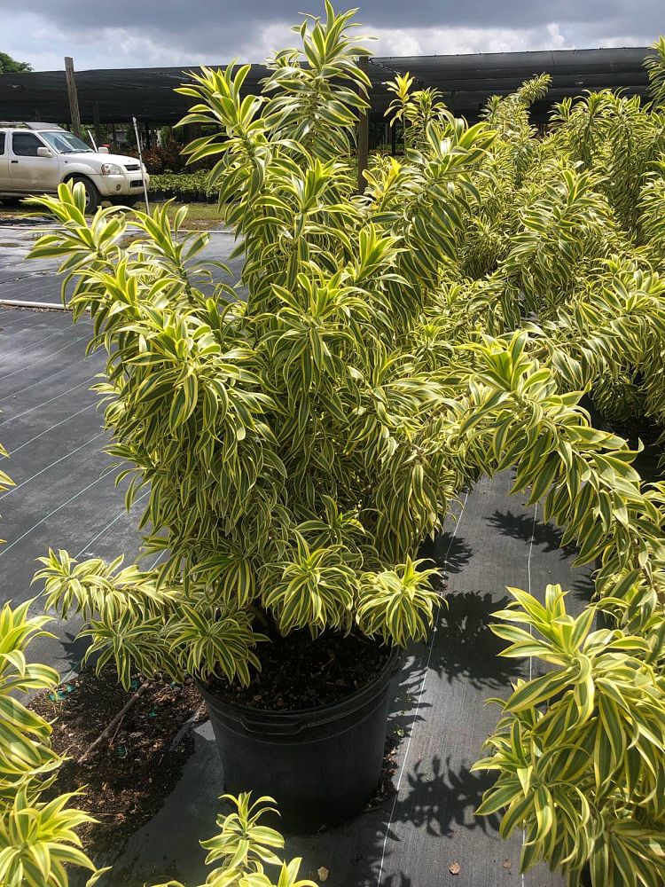 dracaena-reflexa-song-of-india-pleomele-dracaena-reflexa-variegata