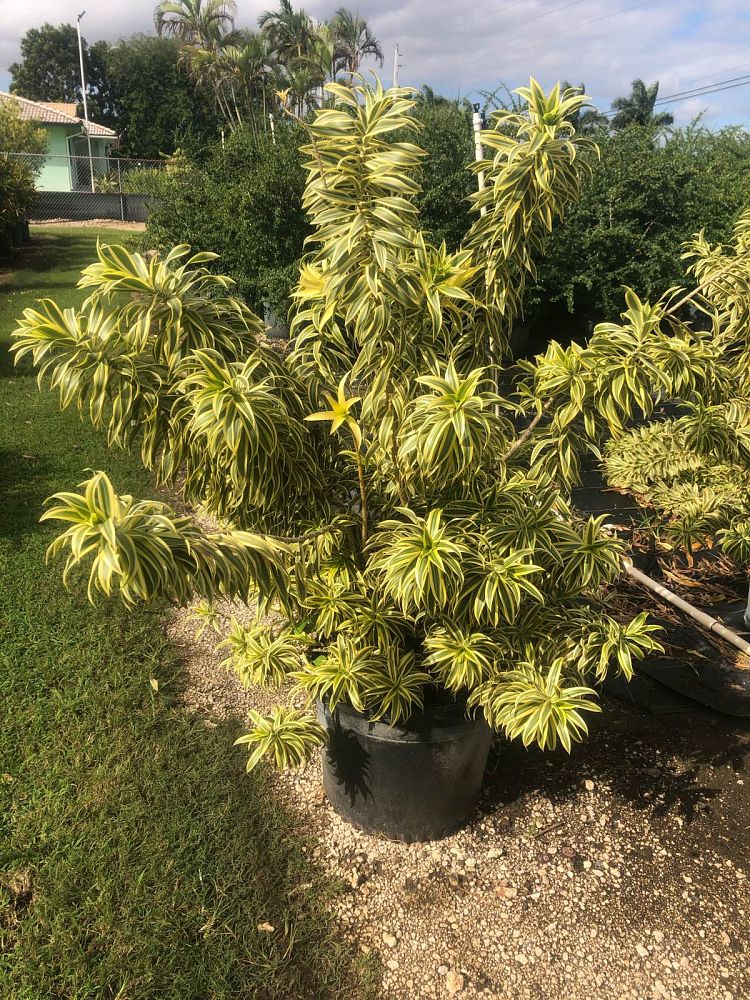 dracaena-reflexa-song-of-india-pleomele-dracaena-reflexa-variegata