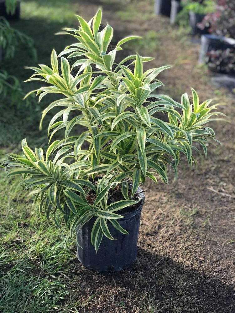 dracaena-reflexa-song-of-india-pleomele-dracaena-reflexa-variegata