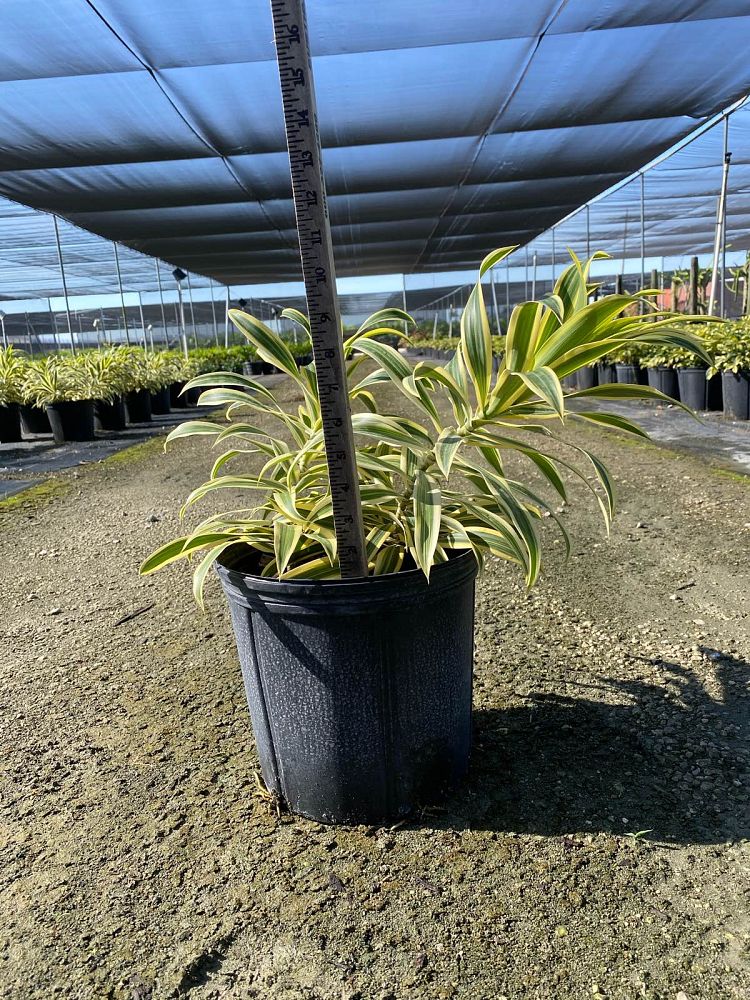 dracaena-reflexa-song-of-india-pleomele-dracaena-reflexa-variegata