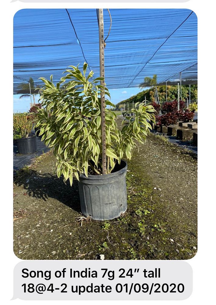 dracaena-reflexa-song-of-india-pleomele-dracaena-reflexa-variegata