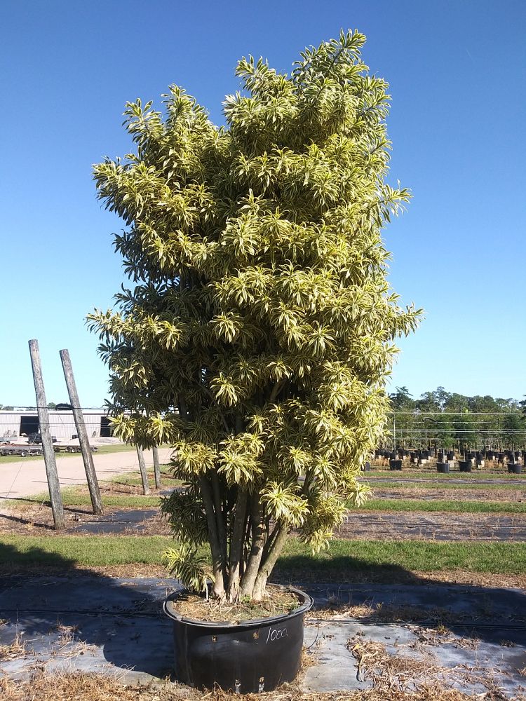 dracaena-reflexa-song-of-india-pleomele-dracaena-reflexa-variegata