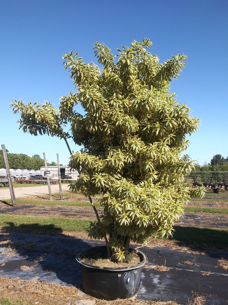 dracaena-reflexa-song-of-india-pleomele-dracaena-reflexa-variegata