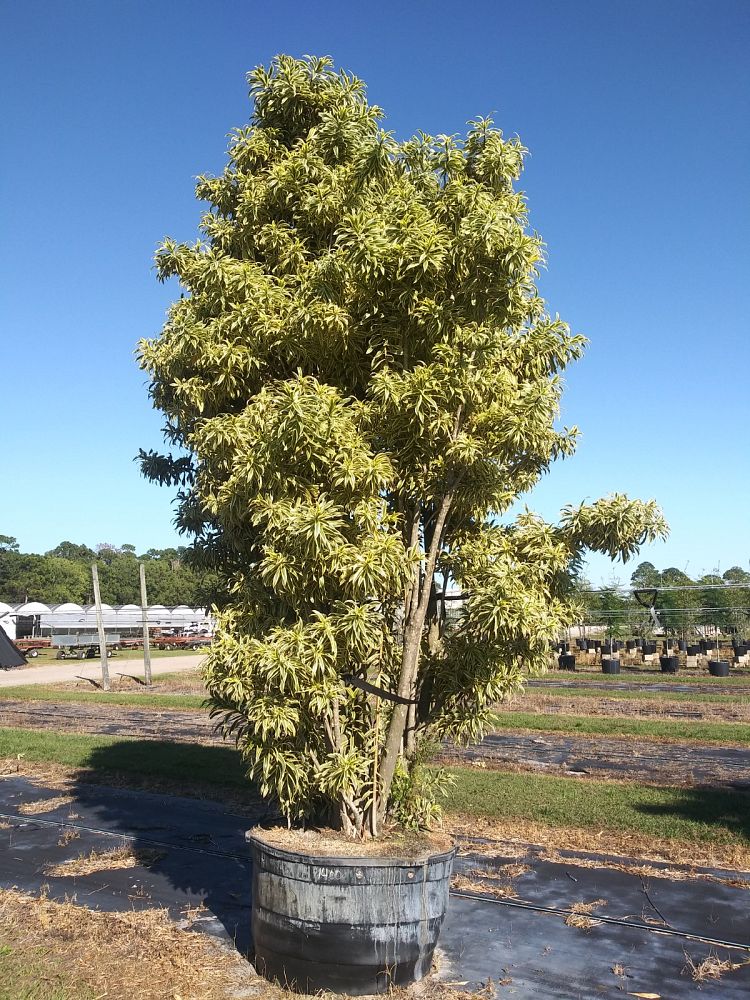 dracaena-reflexa-song-of-india-pleomele-dracaena-reflexa-variegata