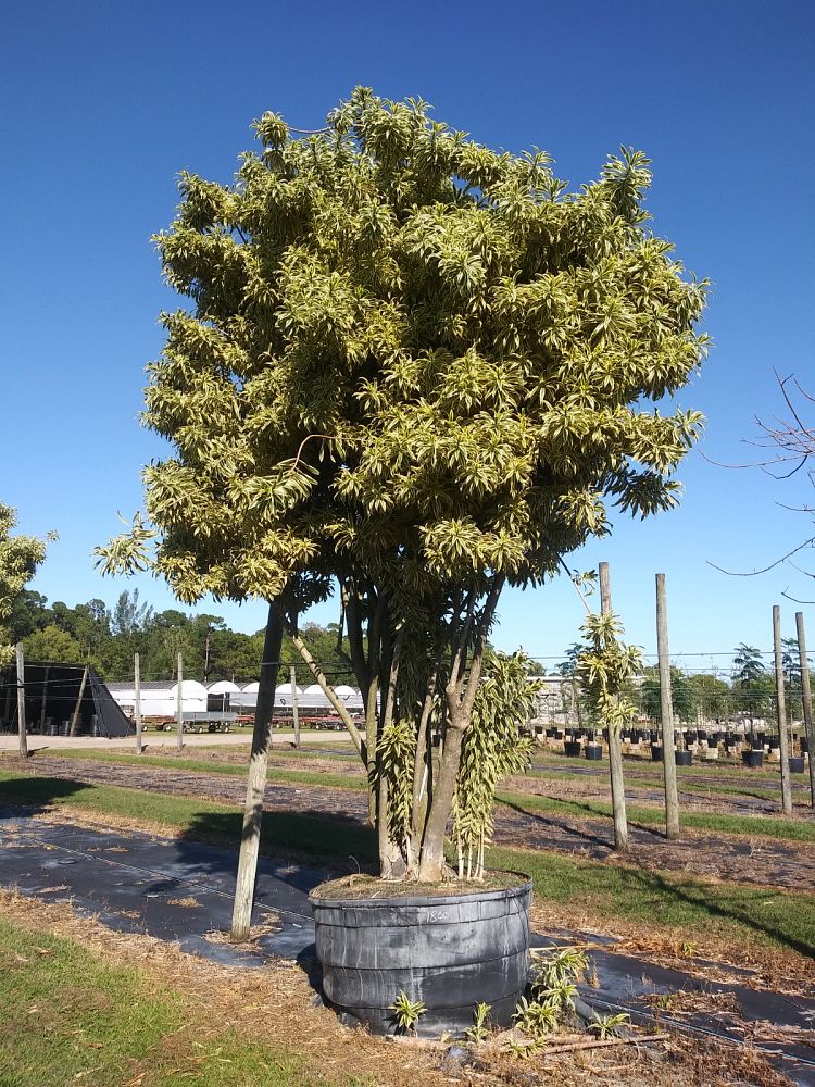 dracaena-reflexa-song-of-india-pleomele-dracaena-reflexa-variegata