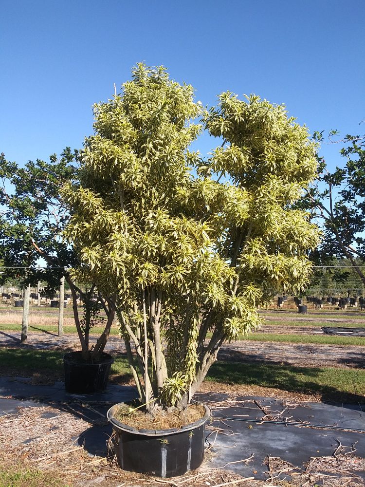 dracaena-reflexa-song-of-india-pleomele-dracaena-reflexa-variegata