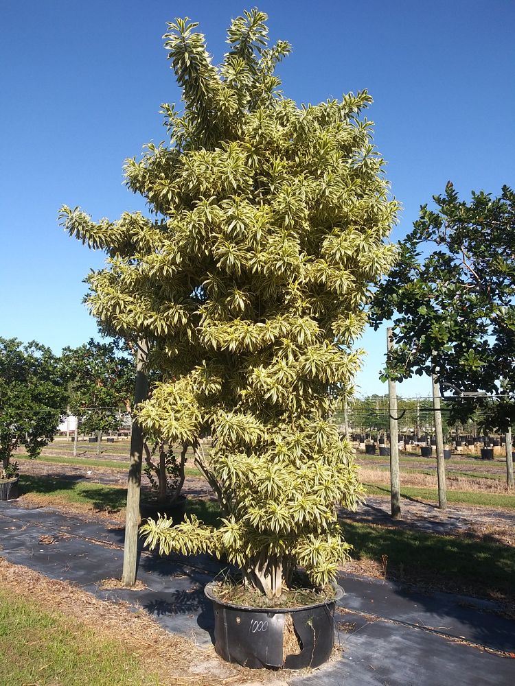 dracaena-reflexa-song-of-india-pleomele-dracaena-reflexa-variegata