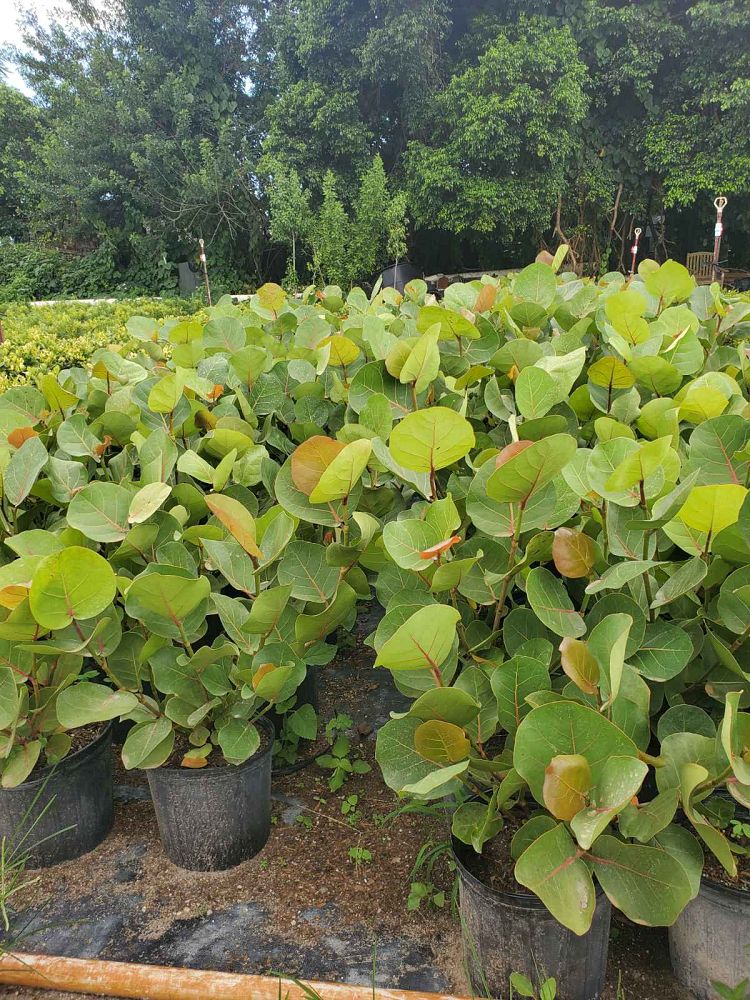 dracaena-reflexa-song-of-india-pleomele-dracaena-reflexa-variegata