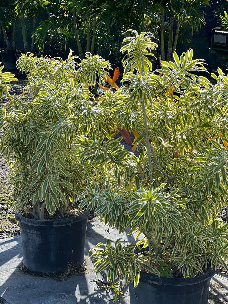dracaena-reflexa-song-of-india-pleomele-dracaena-reflexa-variegata
