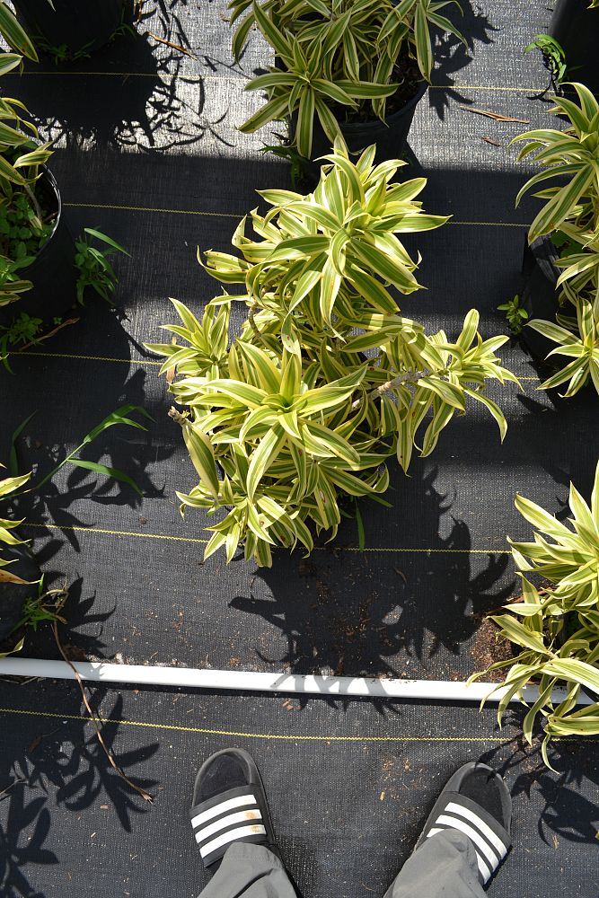 dracaena-reflexa-song-of-india-pleomele-dracaena-reflexa-variegata