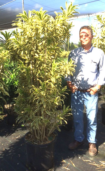dracaena-reflexa-song-of-india-pleomele-dracaena-reflexa-variegata
